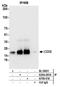 CD3 antibody, A304-291A, Bethyl Labs, Immunoprecipitation image 