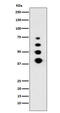 Lamin A/C antibody, M00438-5, Boster Biological Technology, Western Blot image 
