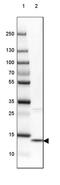 Charcot-Leyden Crystal Galectin antibody, PA5-59708, Invitrogen Antibodies, Western Blot image 