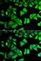 Ribosomal Protein S12 antibody, PA5-77032, Invitrogen Antibodies, Immunofluorescence image 