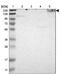 Spectrin Beta, Non-Erythrocytic 2 antibody, NBP1-86088, Novus Biologicals, Western Blot image 