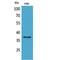 Signaling Lymphocytic Activation Molecule Family Member 1 antibody, LS-C387050, Lifespan Biosciences, Western Blot image 