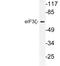 Eukaryotic Translation Initiation Factor 3 Subunit D antibody, LS-C177835, Lifespan Biosciences, Western Blot image 