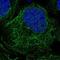 NME/NM23 Family Member 8 antibody, NBP1-85616, Novus Biologicals, Immunofluorescence image 