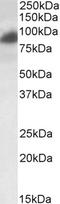 RAB11 Family Interacting Protein 1 antibody, EB06897, Everest Biotech, Western Blot image 