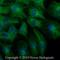 Tubulin Alpha 1a antibody, NB100-1639, Novus Biologicals, Immunocytochemistry image 