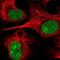 Neuregulin 2 antibody, NBP2-57043, Novus Biologicals, Immunofluorescence image 