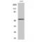 p53 antibody, LS-C385301, Lifespan Biosciences, Western Blot image 
