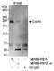 Cyclin Dependent Kinase 12 antibody, NB100-87011, Novus Biologicals, Immunoprecipitation image 