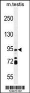 Intraflagellar Transport 88 antibody, 55-661, ProSci, Western Blot image 