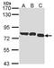 Glycyl-TRNA Synthetase antibody, GTX114421, GeneTex, Western Blot image 