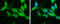 Heat Shock Protein Family A (Hsp70) Member 1 Like antibody, GTX111045, GeneTex, Immunofluorescence image 