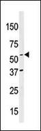 NEDD8 Activating Enzyme E1 Subunit 1 antibody, MBS9206644, MyBioSource, Western Blot image 