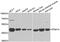 Protein Phosphatase, Mg2+/Mn2+ Dependent 1A antibody, abx005138, Abbexa, Western Blot image 