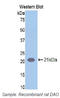 ABP1 antibody, LS-C294120, Lifespan Biosciences, Western Blot image 