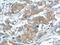 Ubiquitin Specific Peptidase 15 antibody, 14354-1-AP, Proteintech Group, Immunohistochemistry paraffin image 