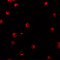 Karyopherin Subunit Alpha 1 antibody, 5981, ProSci Inc, Immunofluorescence image 