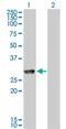 Glycerol Kinase 5 antibody, MA5-23216, Invitrogen Antibodies, Western Blot image 