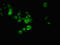 Cleavage And Polyadenylation Specific Factor 6 antibody, orb401040, Biorbyt, Immunofluorescence image 