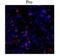 Collagen Type I Alpha 1 Chain antibody, NBP2-29651, Novus Biologicals, Immunohistochemistry frozen image 