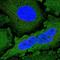 SPIN90 antibody, HPA050005, Atlas Antibodies, Immunocytochemistry image 