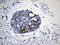 Trefoil Factor 1 antibody, LS-C793882, Lifespan Biosciences, Immunohistochemistry paraffin image 