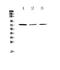 CREB Regulated Transcription Coactivator 2 antibody, PA5-79072, Invitrogen Antibodies, Western Blot image 