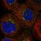 Golgi Brefeldin A Resistant Guanine Nucleotide Exchange Factor 1 antibody, HPA037759, Atlas Antibodies, Immunocytochemistry image 