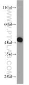 Q63932 antibody, 11049-1-AP, Proteintech Group, Western Blot image 