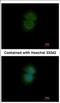 Transducin beta-like protein 2 antibody, NBP2-20579, Novus Biologicals, Immunocytochemistry image 