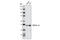 Protein Kinase CAMP-Dependent Type I Regulatory Subunit Alpha antibody, 3927S, Cell Signaling Technology, Western Blot image 
