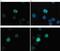 Trimethyl Histone H3K9 antibody, 49-1015, Invitrogen Antibodies, Immunofluorescence image 
