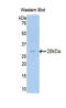 Interleukin 34 antibody, LS-C297855, Lifespan Biosciences, Western Blot image 