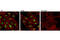 Sirtuin 1 antibody, 9475S, Cell Signaling Technology, Immunofluorescence image 
