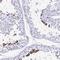 Transcription Elongation Factor A Like 3 antibody, HPA058982, Atlas Antibodies, Immunohistochemistry frozen image 