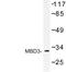 Methyl-CpG Binding Domain Protein 3 antibody, LS-C176892, Lifespan Biosciences, Western Blot image 