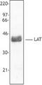 Linker For Activation Of T Cells antibody, LS-B2004, Lifespan Biosciences, Western Blot image 