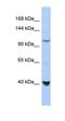 Methylenetetrahydrofolate Dehydrogenase, Cyclohydrolase And Formyltetrahydrofolate Synthetase 1 antibody, orb330472, Biorbyt, Western Blot image 