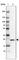 CD3g Molecule antibody, HPA038494, Atlas Antibodies, Western Blot image 