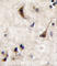 Protein Tyrosine Phosphatase Non-Receptor Type 5 antibody, abx033947, Abbexa, Western Blot image 