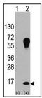 LC3A antibody, AP32160PU-N, Origene, Western Blot image 