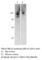 Endoplasmic Reticulum To Nucleus Signaling 1 antibody, IRE1A-101Y, FabGennix, Western Blot image 