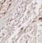 Prolylcarboxypeptidase antibody, FNab06751, FineTest, Immunohistochemistry paraffin image 