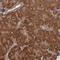 Endothelin Converting Enzyme 1 antibody, NBP1-84017, Novus Biologicals, Immunohistochemistry frozen image 