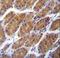 Claudin 2 antibody, LS-C168813, Lifespan Biosciences, Immunohistochemistry frozen image 