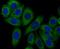 Syntrophin Alpha 1 antibody, NBP2-76874, Novus Biologicals, Immunocytochemistry image 