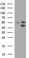 Cycb antibody, TA590439, Origene, Western Blot image 