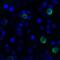 T Cell Immunoreceptor With Ig And ITIM Domains antibody, LS-C669095, Lifespan Biosciences, Immunofluorescence image 