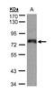 Zinc Finger Protein 7 antibody, NBP1-32386, Novus Biologicals, Western Blot image 