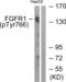 CD331 antibody, abx012438, Abbexa, Western Blot image 